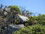 Montara 009